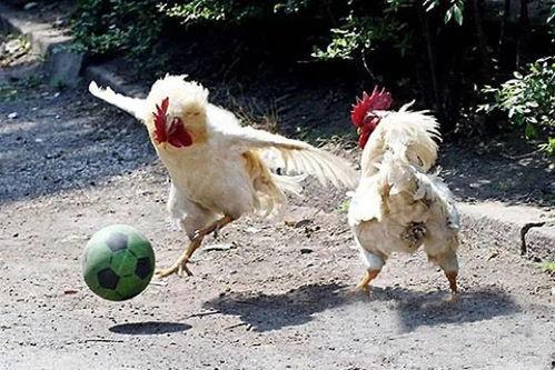 冷冻黑公鸡黑瓜可以吃吗,探究食用安全与营养价值