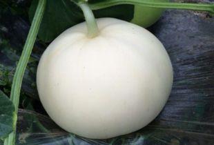 吃梨瓜会拉黑便吗,吃梨瓜后为何会出现黑便？揭秘原因及应对方法