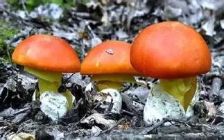 911爆料网吃瓜黑料蘑菇,吃瓜黑料蘑菇背后的真相