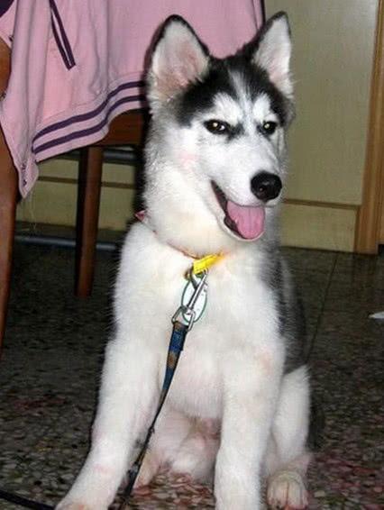 二哈明星网红村,萌宠乐园里的欢乐时光