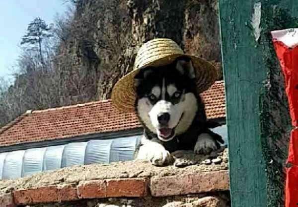 二哈明星网红村,萌宠乐园里的欢乐时光