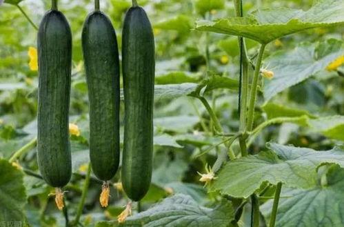 798.su黑料吃瓜网