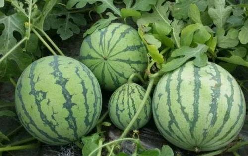 798.su黑料吃瓜网