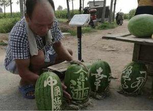 林州吃瓜网红爆料事件,揭秘背后真相与网络舆论风暴