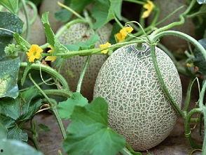 51cg热门大瓜黑料吃瓜入口,黑料吃瓜入口，带你领略网络舆论风云